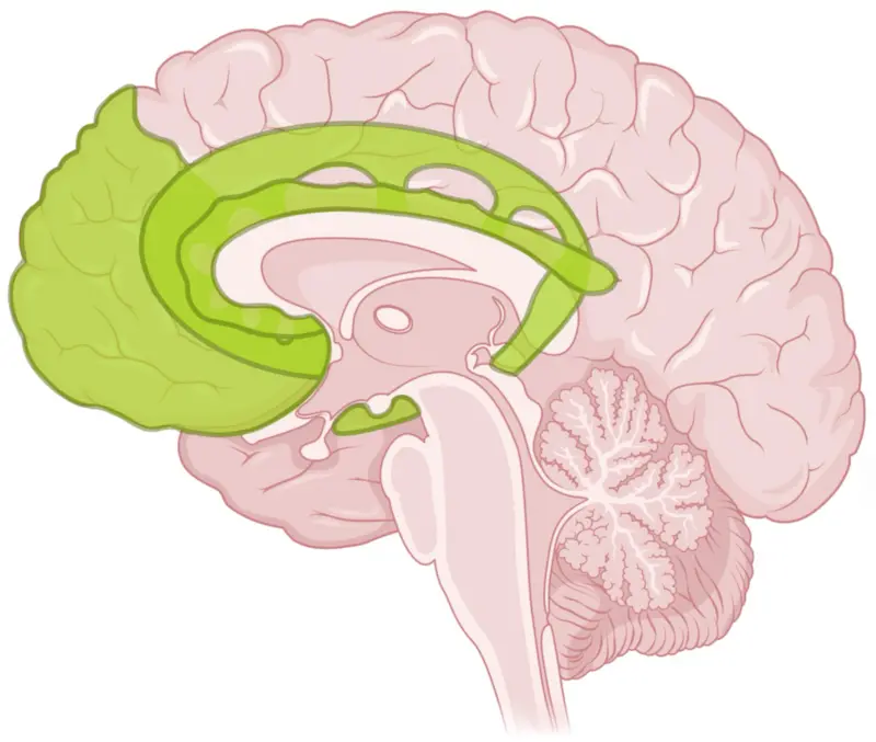 Increased empathy and motivation  